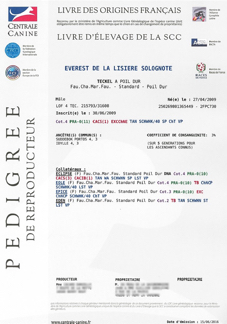 Pedigree-premiere-page-FLOU