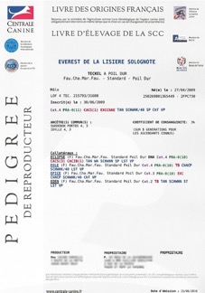 Pedigree-premiere-page-FLOU